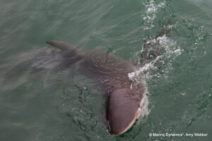 Shark cage diving, Gansbaai, South Africa