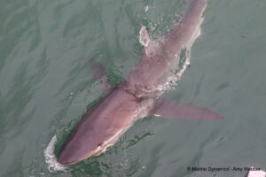 Shark cage diving, Gansbaai, South Africa