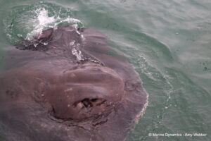 Shark cage diving, Gansbaai, South Africa