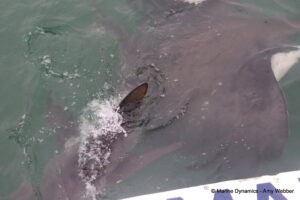 Shark cage diving, Gansbaai, South Africa