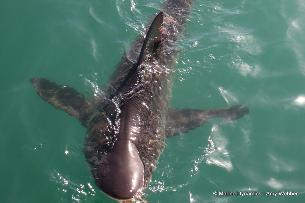 Shark cage diving, Gansbaai, South Africa