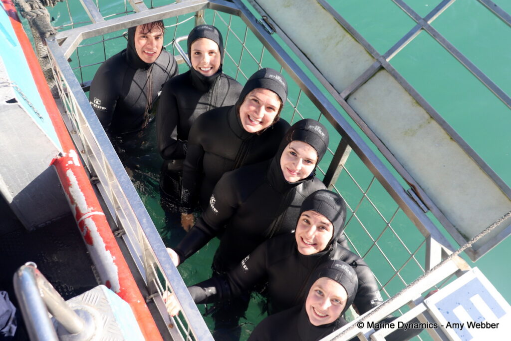 Shark cage diving, Gansbaai, South Africa