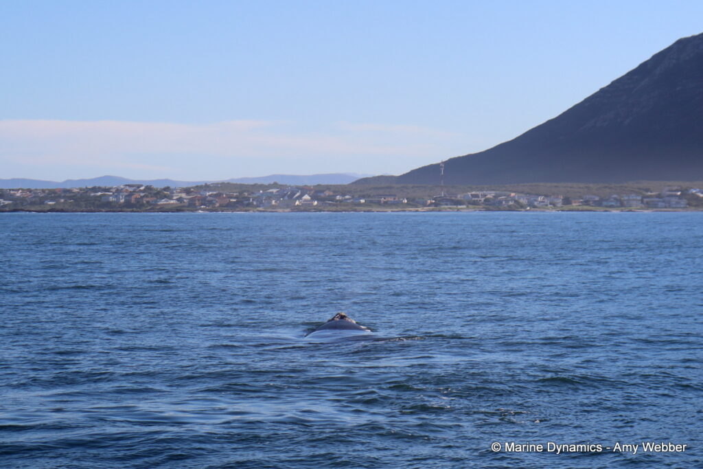Shark cage diving, Gansbaai, South Africa