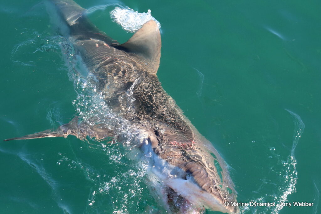 Shark cage diving, Gansbaai, South Africa