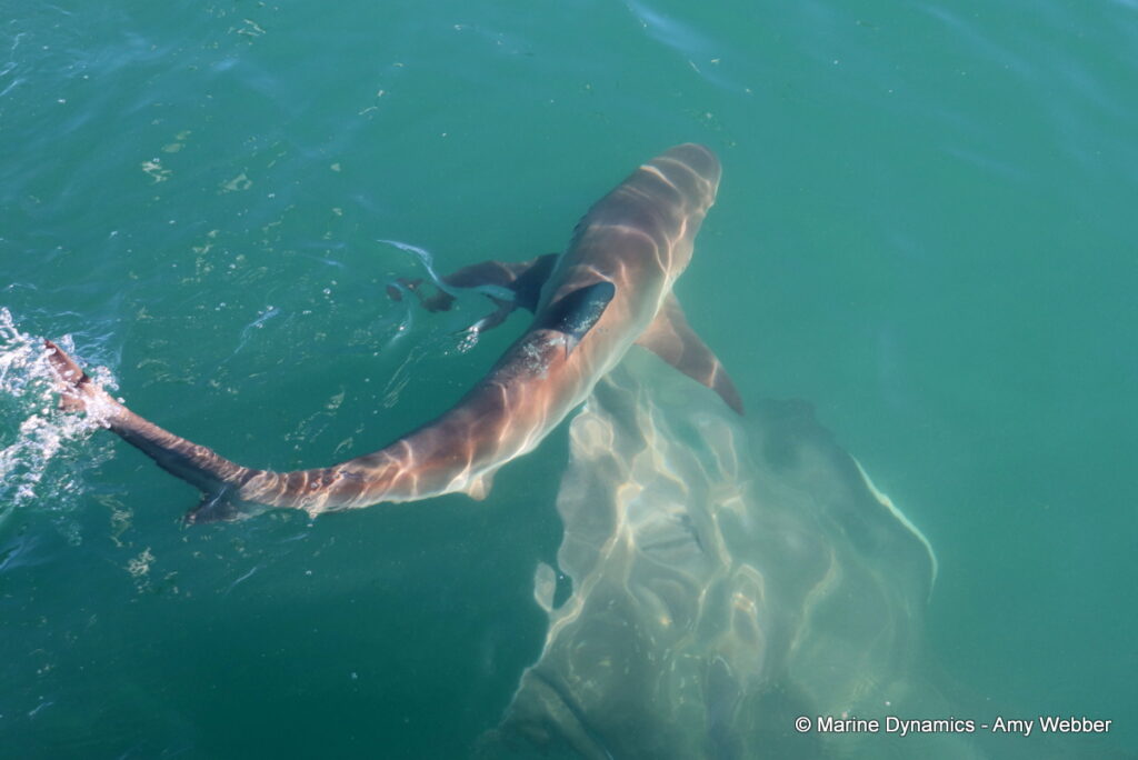 Shark cage diving, Gansbaai, South Africa
