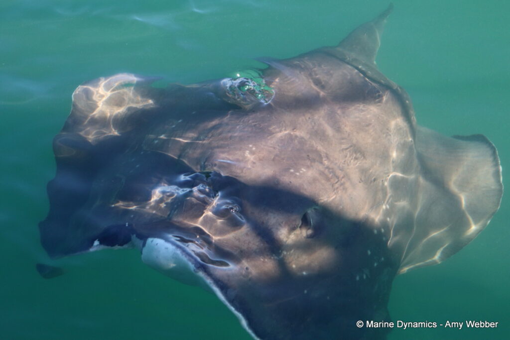 Shark cage diving, Gansbaai, South Africa