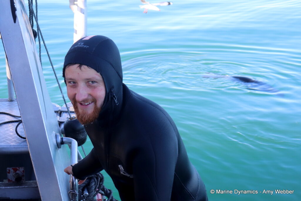 Shark cage diving, Gansbaai, South Africa