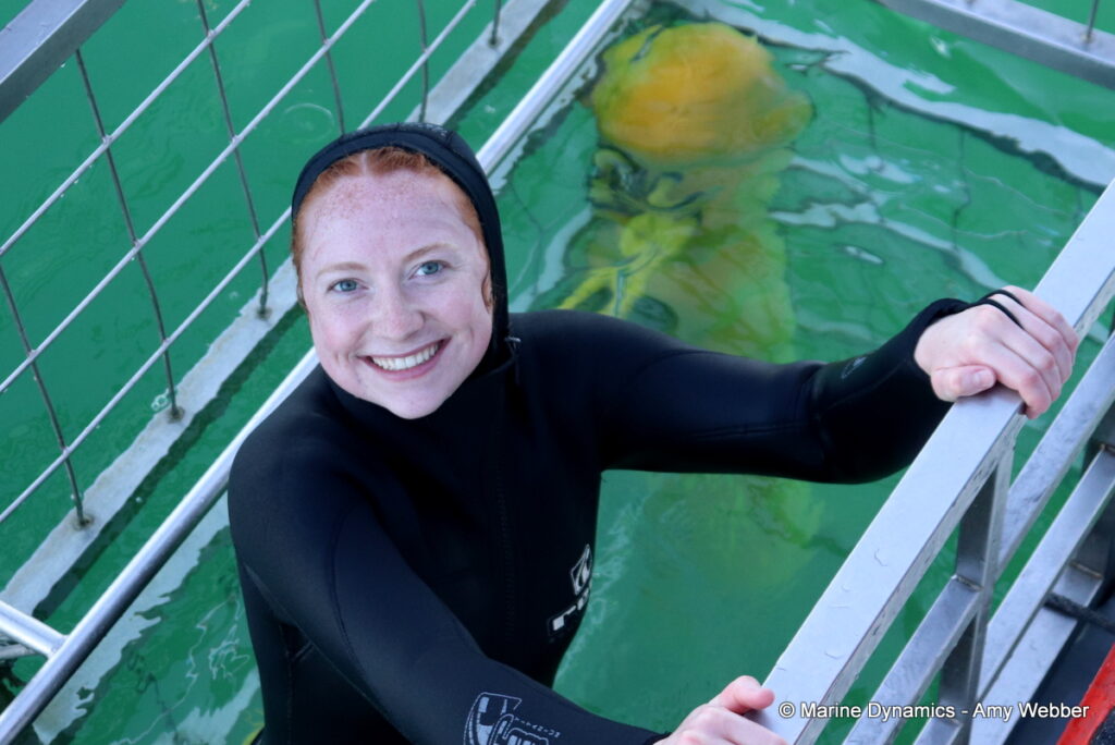 Shark cage diving, Gansbaai, South Africa