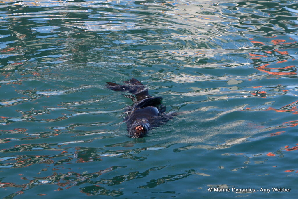 Shark cage diving, Gansbaai, South Africa
