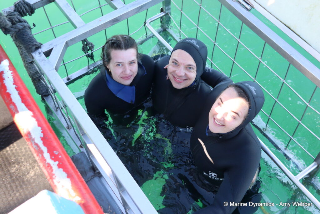 Shark cage diving, Gansbaai, South Africa