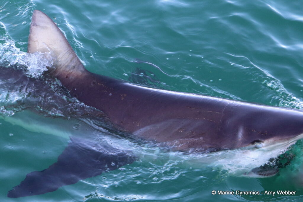 Shark cage diving, Gansbaai, South Africa