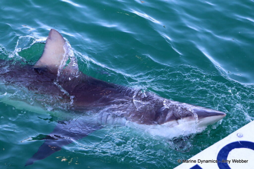 Shark cage diving, Gansbaai, South Africa