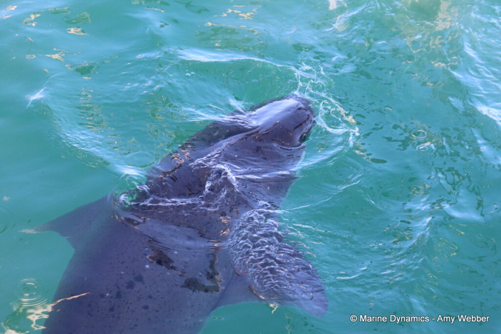 Shark cage diving, Gansbaai, South Africa
