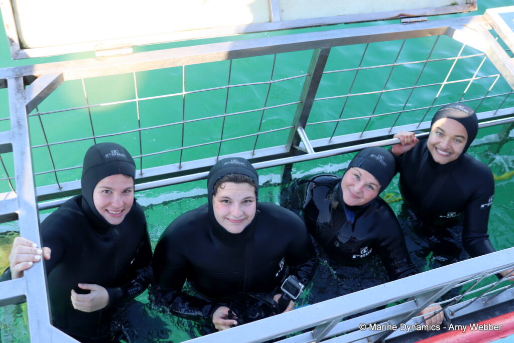 Shark cage diving, Gansbaai, South Africa