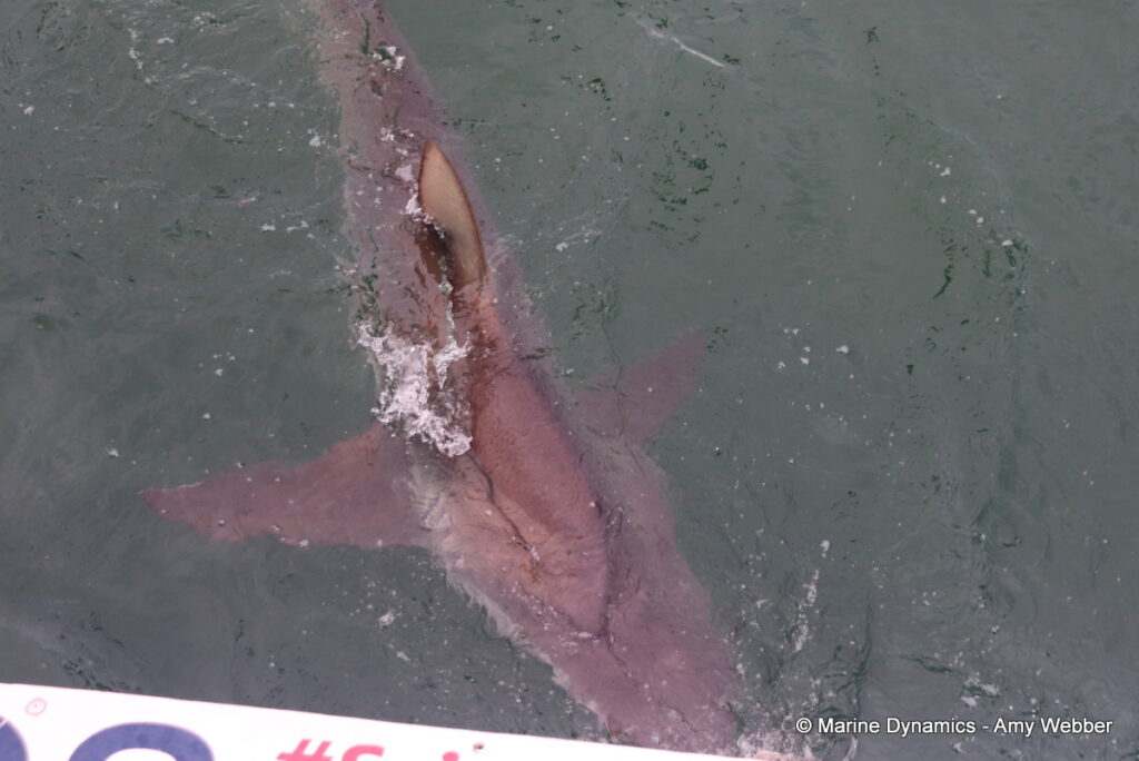 Shark cage diving, Gansbaai, South Africa