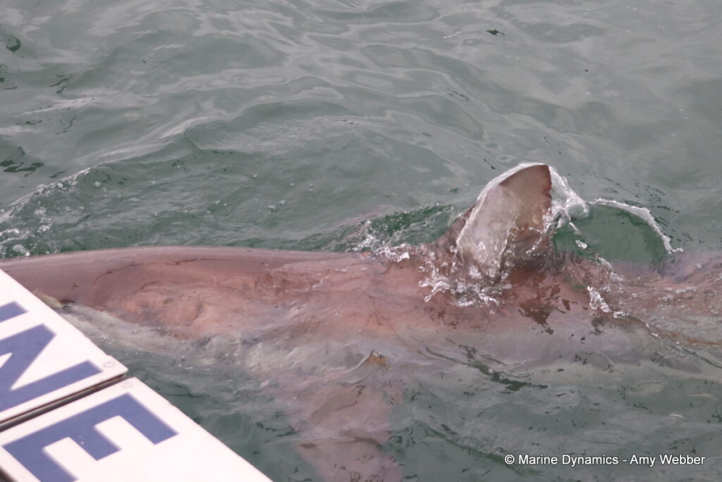 Shark cage diving, Gansbaai, South Africa