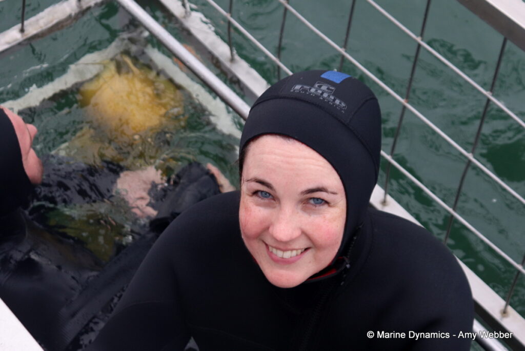 Shark cage diving, Gansbaai, South Africa