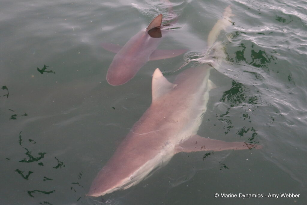 Shark cage diving, Gansbaai, South Africa