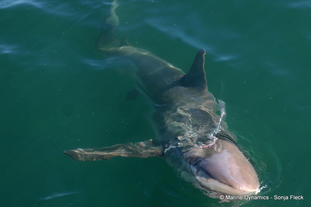Shark cage diving, Gansbaai, South Africa