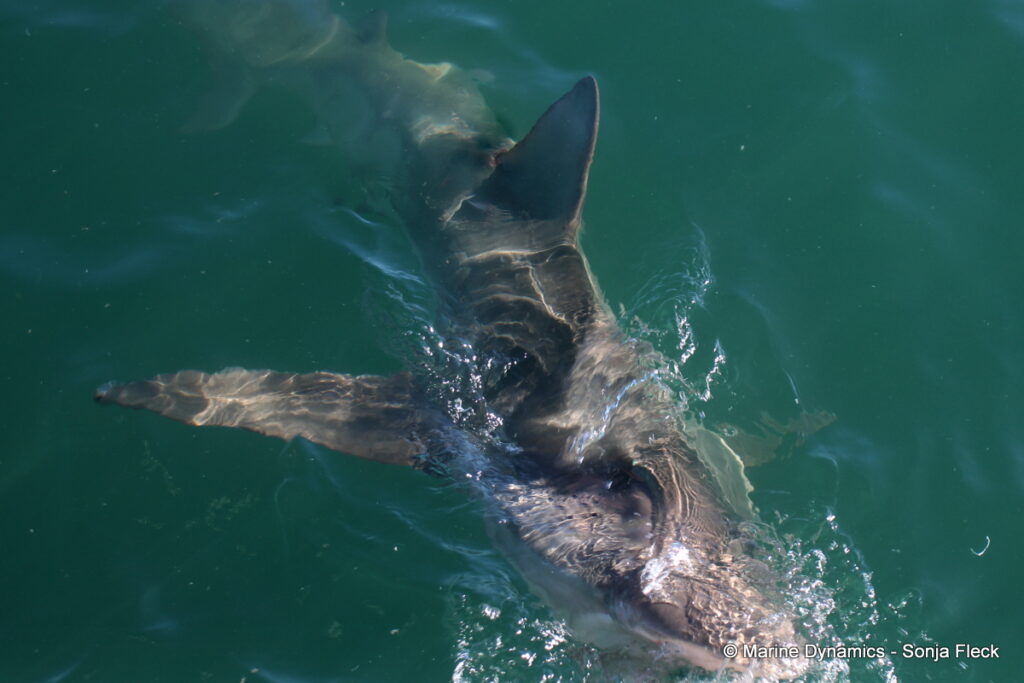 Shark cage diving, Gansbaai, South Africa
