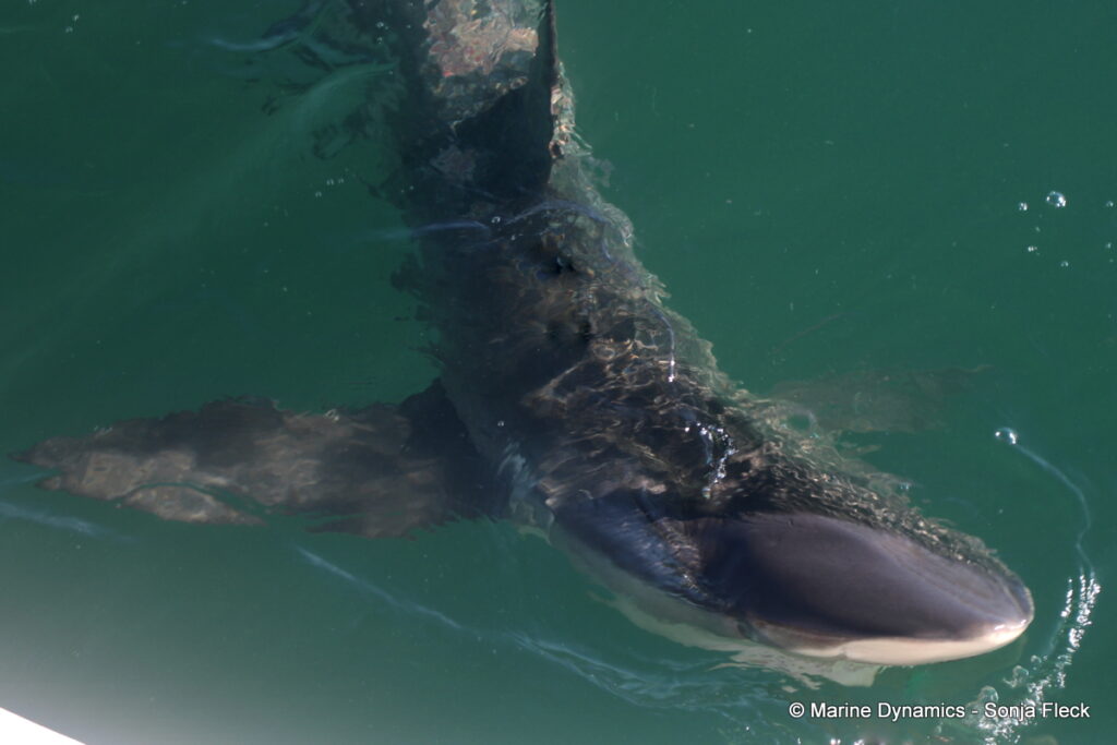 Shark cage diving, Gansbaai, South Africa