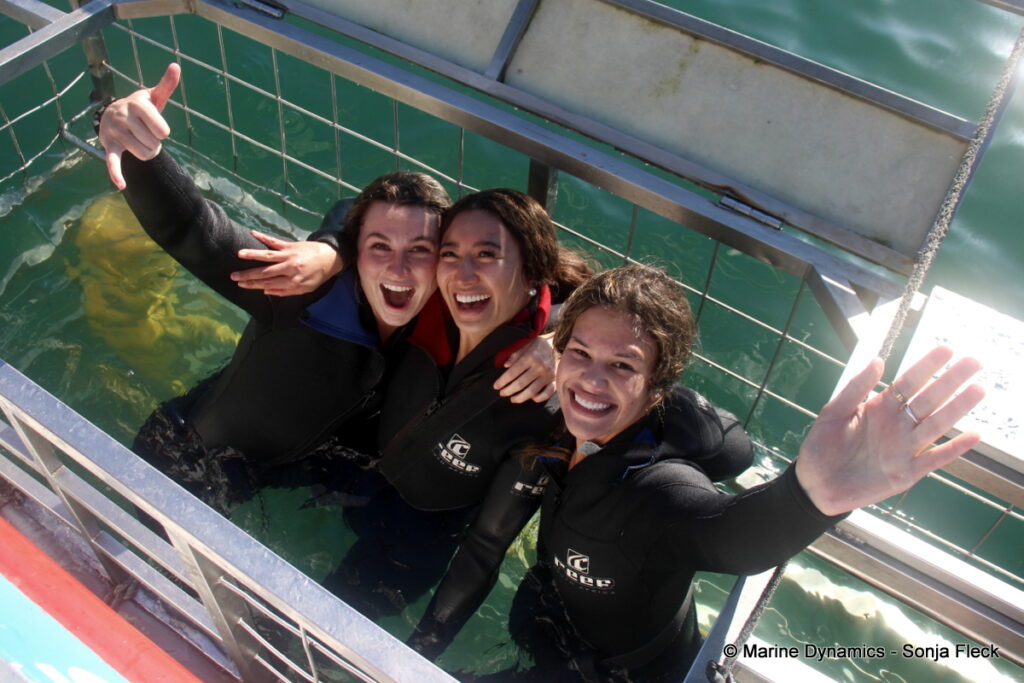 Shark cage diving, Gansbaai, South Africa
