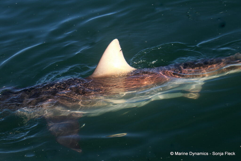 Shark cage diving, Gansbaai, South Africa