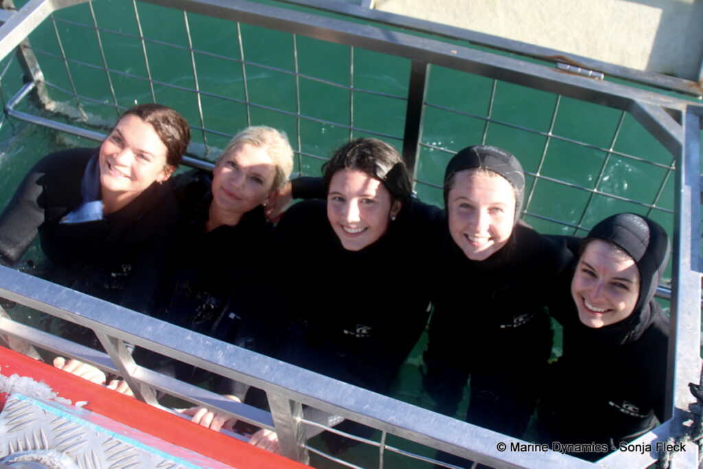 Shark cage diving, Gansbaai, South Africa