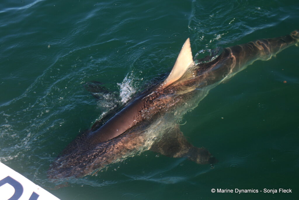 Shark cage diving, Gansbaai, South Africa