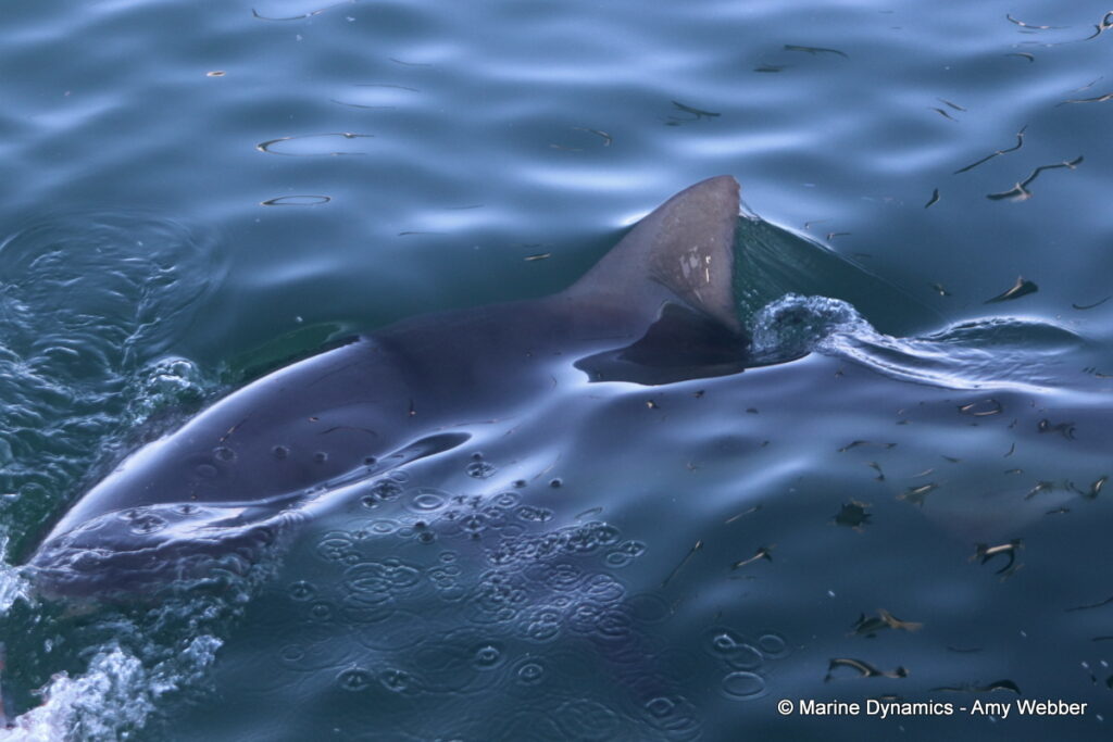 Shark cage diving, Gansbaai, South Africa