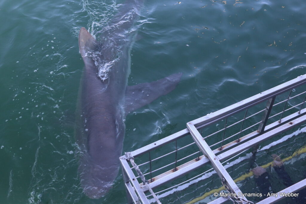 Shark cage diving, Gansbaai, South Africa