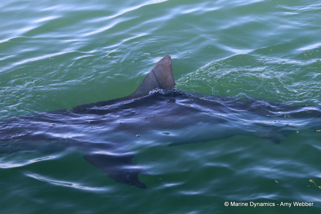 Shark cage diving, Gansbaai, South Africa