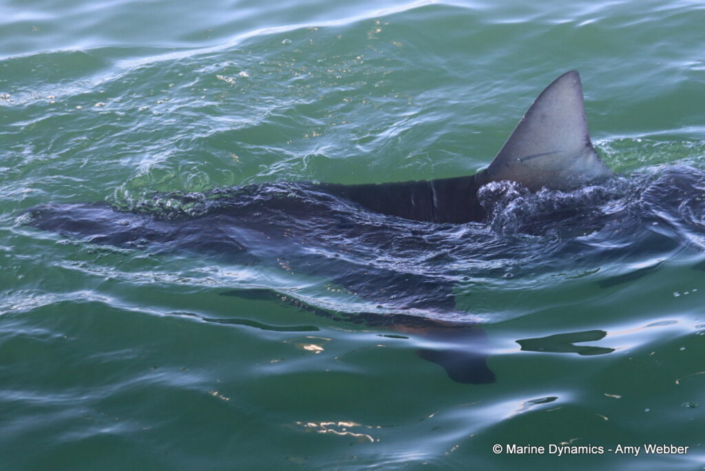 Shark cage diving, Gansbaai, South Africa