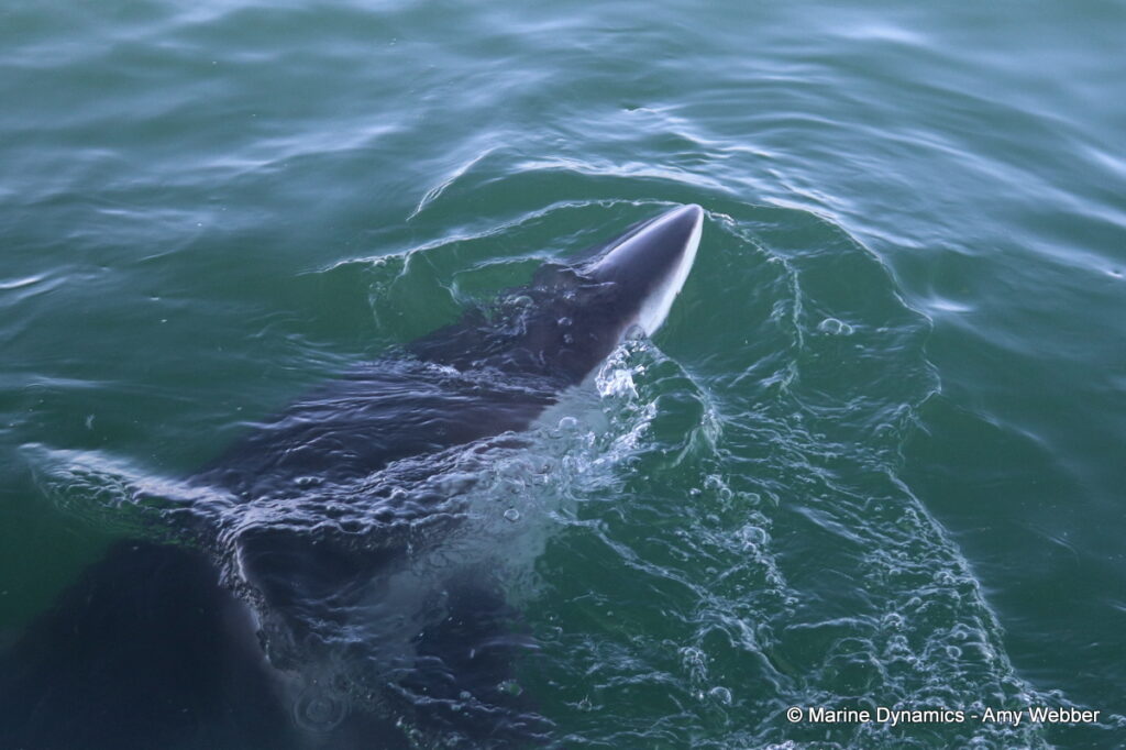 Shark cage diving, Gansbaai, South Africa