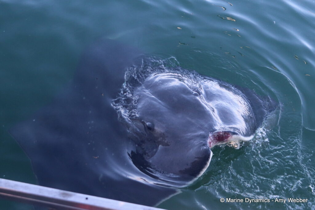 Shark cage diving, Gansbaai, South Africa