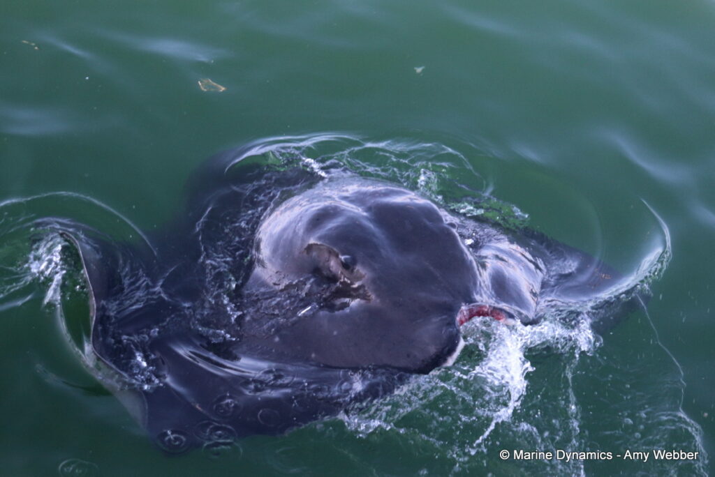 Shark cage diving, Gansbaai, South Africa