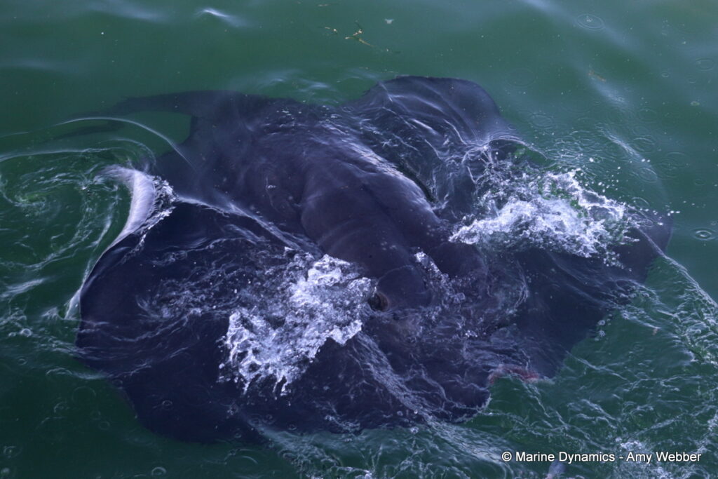 Shark cage diving, Gansbaai, South Africa