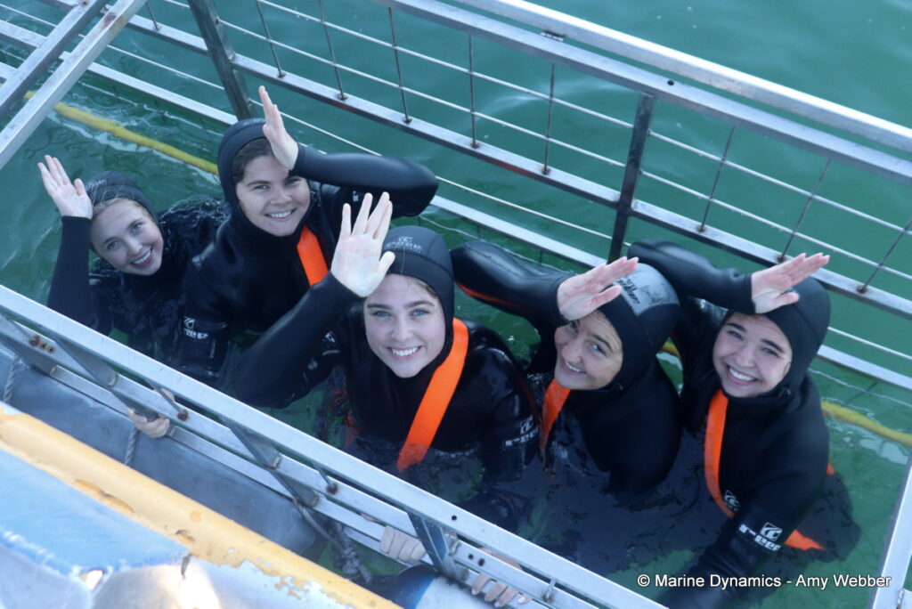 Shark cage diving, Gansbaai, South Africa