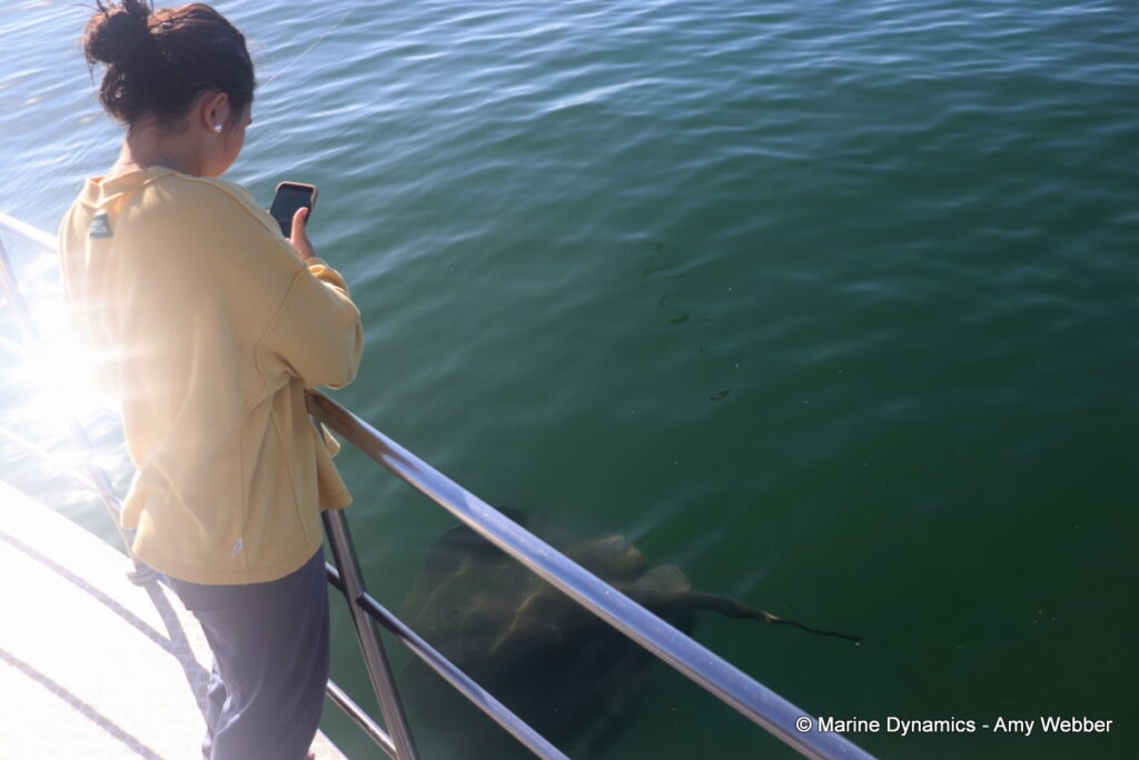Shark cage diving, Gansbaai, South Africa