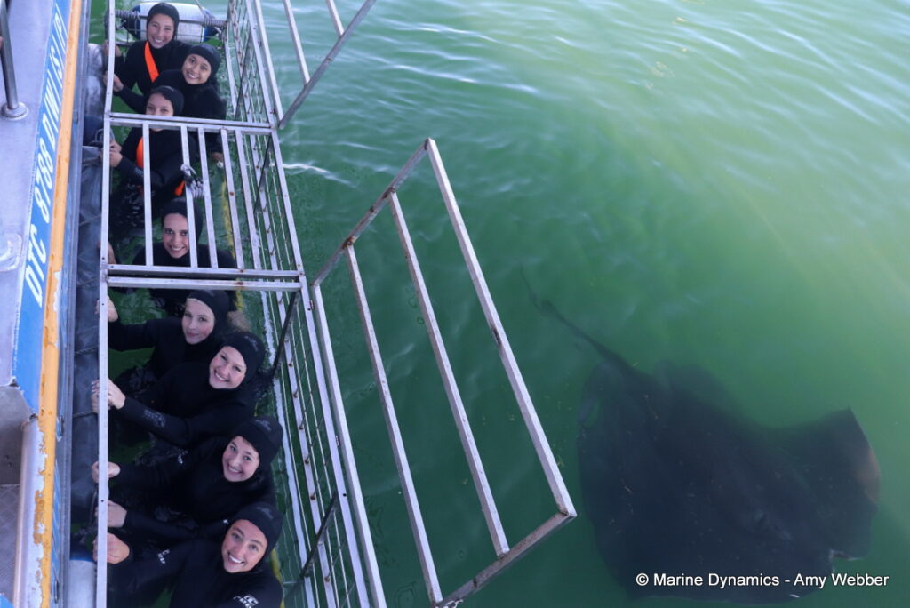 Shark cage diving, Gansbaai, South Africa