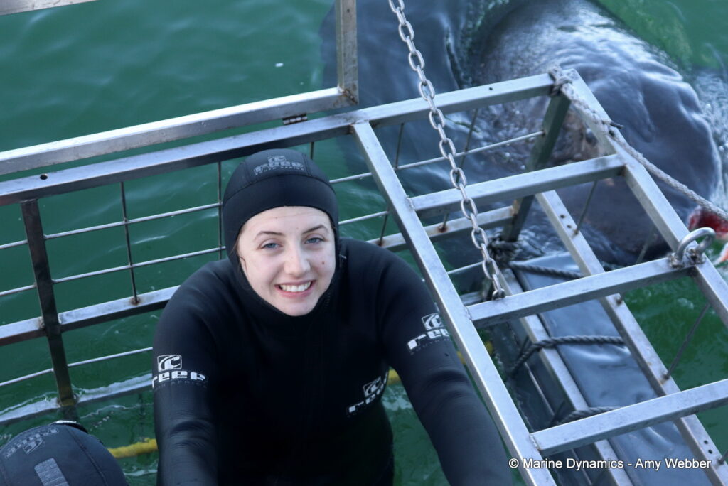 Shark cage diving, Gansbaai, South Africa