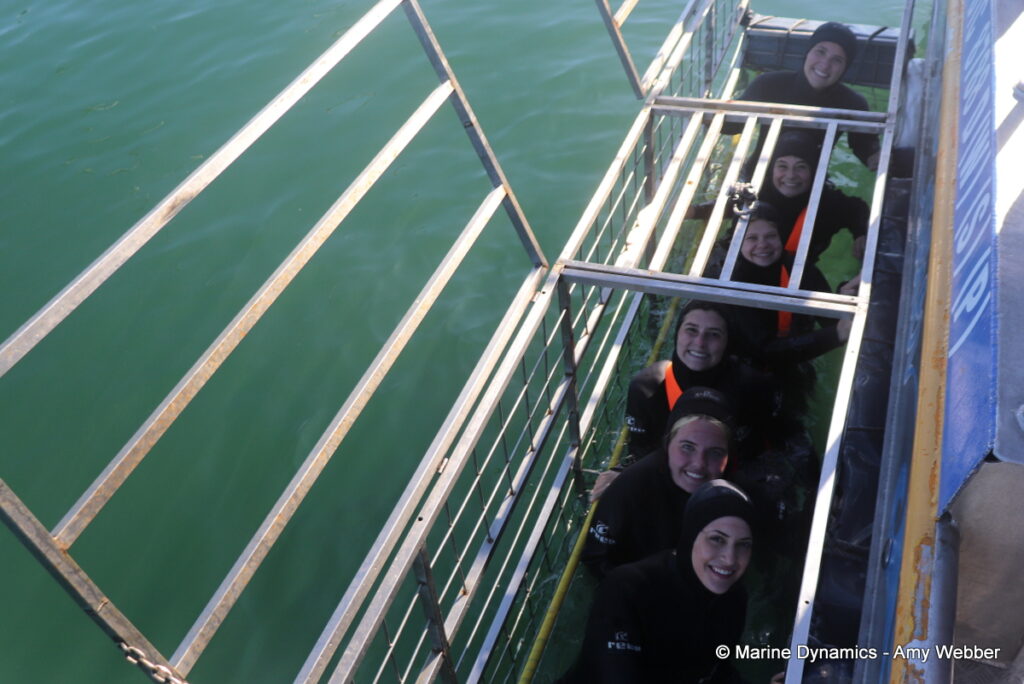 Shark cage diving, Gansbaai, South Africa