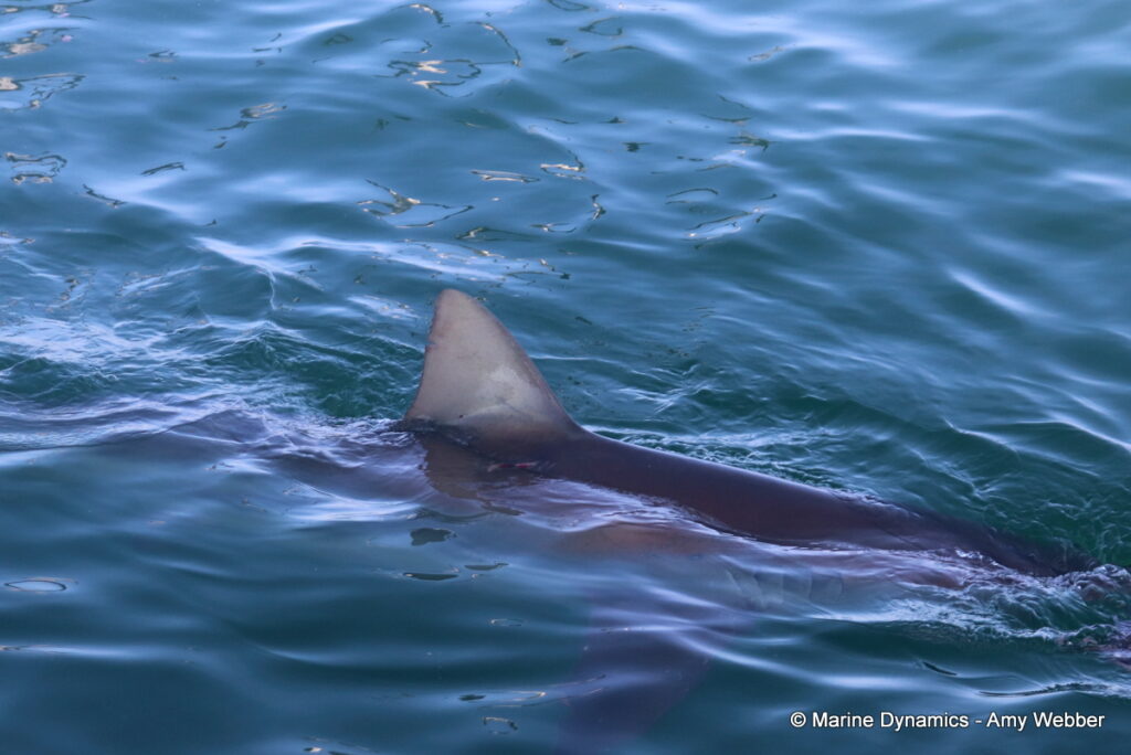 Shark cage diving, Gansbaai, South Africa