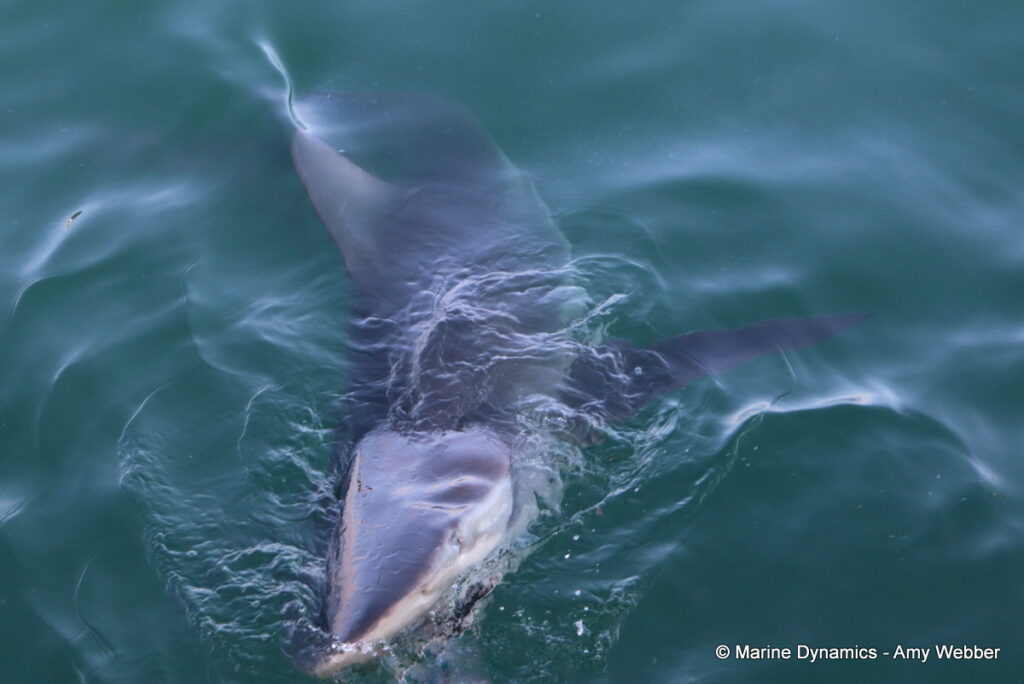 Shark cage diving, Gansbaai, South Africa