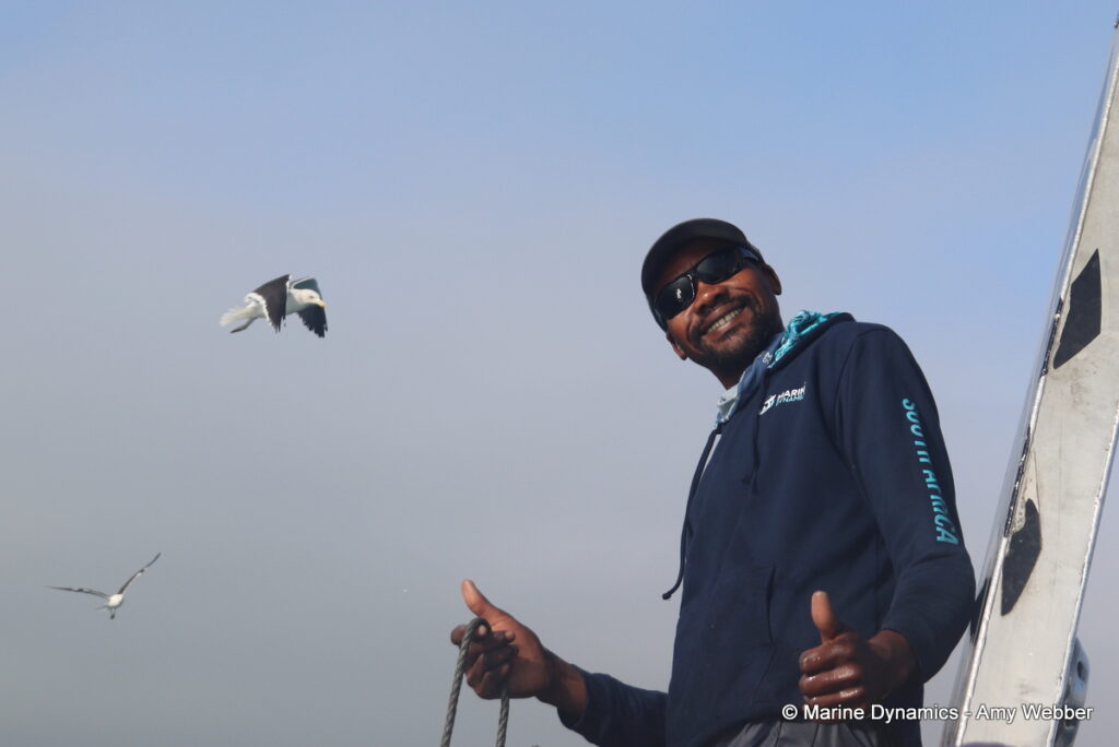 Shark cage diving, Gansbaai, South Africa