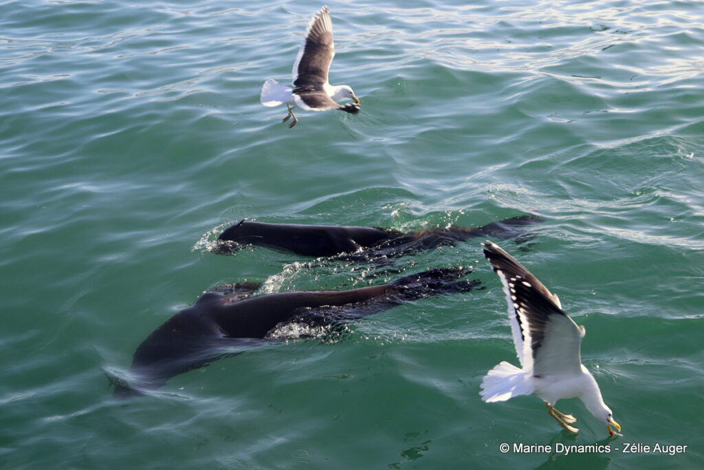 Shark cage diving, Gansbaai, South Africa