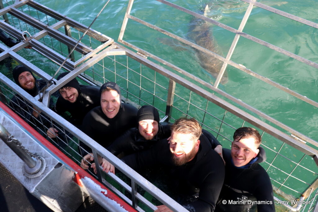 Shark cage diving, Gansbaai, South Africa