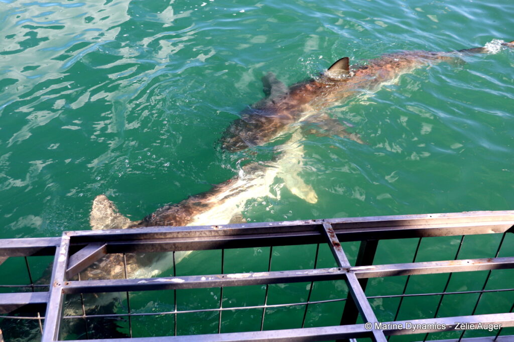 Shark cage diving, Gansbaai, South Africa