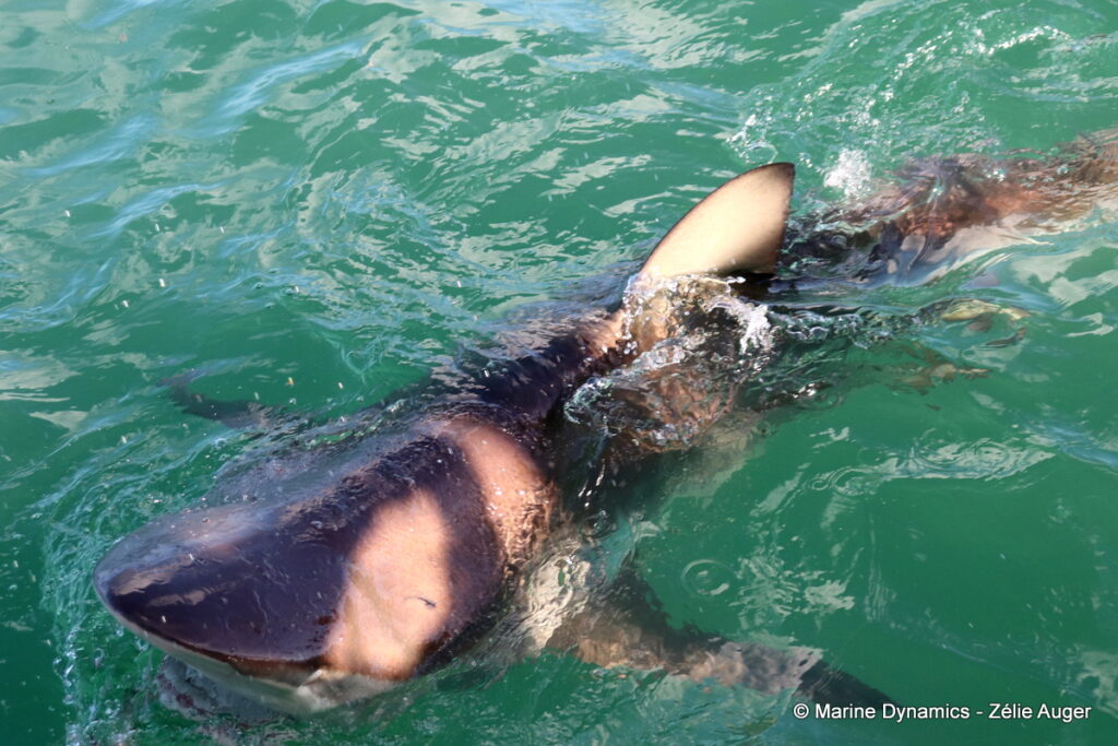 Shark cage diving, Gansbaai, South Africa