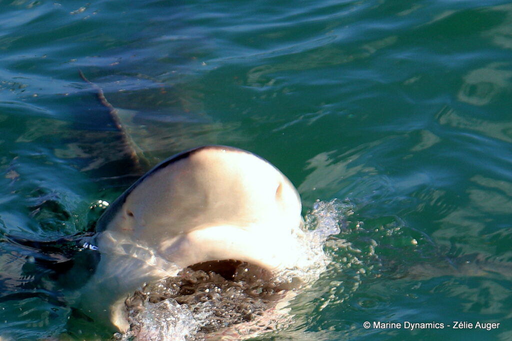 Shark cage diving, Gansbaai, South Africa